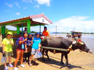西表島コロンブスで行うマングローブカヌーSUP（サップ）とトレッキングと水牛車で行く由布島観光ツアーで、由布島手前で水牛との記念撮影風景。シーズン通して人気のツアーである。